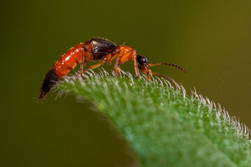 The Paederinae are a subfamily of the Staphylinidae, rove beetles. This insect is commonly known as Tomcat