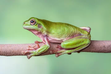 Fotobehang The Australian green tree frog (Ranoidea caerulea), also known as simply green tree frog in Australia, White's tree frog, or dumpy tree frog © lessysebastian
