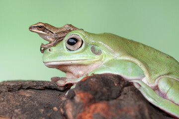 The Australian green tree frog (Ranoidea caerulea), also known as simply green tree frog in Australia, White's tree frog, or dumpy tree frog