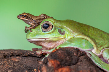 The Australian green tree frog (Ranoidea caerulea), also known as simply green tree frog in Australia, White's tree frog, or dumpy tree frog