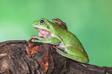The Australian green tree frog (Ranoidea caerulea), also known as simply green tree frog in Australia, White's tree frog, or dumpy tree frog