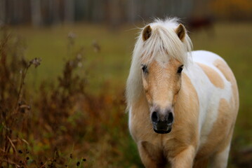 Fototapeta premium sweet splashed white pony with a lush mane against the background of autumn scenery