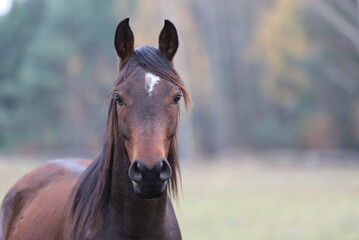 beautiful bay arabian mare with a lush mane against the background of autumn scenery