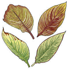 Canna aquatic plant leaf set. Named as Bengal Tiger, yellow and green striped leaves collection. Botanical leaves. Vector.