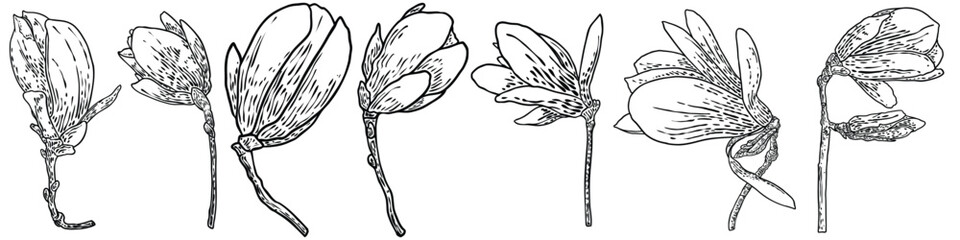 Set of magnolia flowers and leaves drawing illustration for posters, invitation and greeting card design. White magnolia flowers on the twigs from natural trees plants, Isolated elements. Vector.
