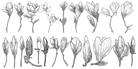 Magnolia flower drawings set. Sketch of floral botany twigs from real tree. Black and white with line art isolated on white background. Real life hand drawn illustrations of magnolia bloom. Vector. © desertsands