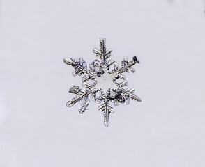 Obraz premium Macro photo of a snowflake on a gray background