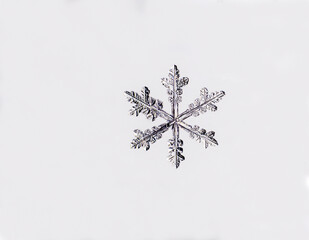 Macro photo of a snowflake on a gray background