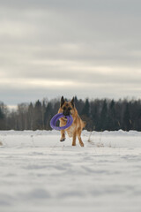 Concept of pet having fun in nature. German Shepherd runs forward through snow in winter park with round toy in teeth. Active and energetic dog on walk. Front view. Beautiful phase of movement.