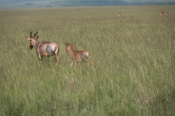 Obraz na płótnie Canvas Topi Antelope in the savannah of Africa