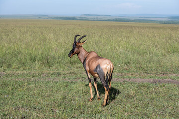 Fototapeta premium Topi Antelope in the savannah of Africa