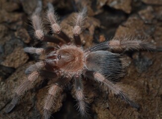 Brachypelma hamorii,
Mexican Orangeknee Tarantula