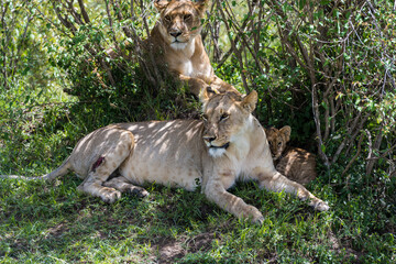 Naklejka na ściany i meble Lion female in the Masai Mara