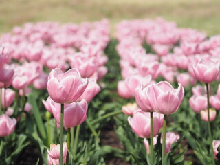 ピンク色のチューリップ, Pink tulips