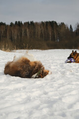 Australian and German Shepherd active and energetic dog breeds. Concept pets have fun in nature without people. Two dogs best friends lying and resting in winter snow park together.