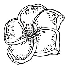 Plumeria flower design. Tropical flower of exotic plant made of real plumeria. Blossom of Hawaiian frangipani with open petals, isolated. Traditional floral welcome decoration. Vector.