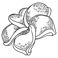 Plumeria flower design. Tropical flower of exotic plant made of real plumeria. Blossom of Hawaiian frangipani with open petals, isolated. Traditional floral welcome decoration. Vector.