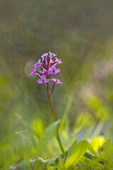 Orchidea (Orchis brancifortii). Oliena, Nuoro, Sardegna, Italia.
