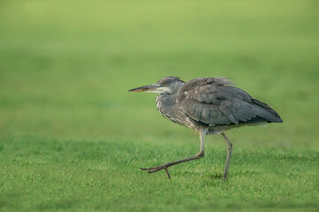 Fototapeta premium grey heron, walking on the grass, close up, in the uk in winter