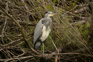 grey heron, perched in a tree, close up, in the uk in winter