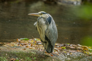 grey heron, standing on a rock in a river, close up, in the uk in winter