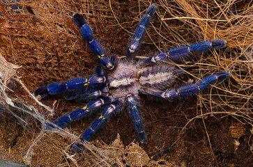 Poecilotheria metallica
Sapphire Ornamental Tarantula