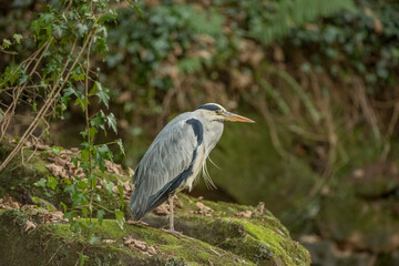 grey heron, on a rock by a river, close up, in the uk in winter