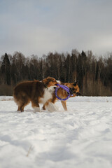 Concept pets have fun in nature without people. Two dogs best friends playing in winter snow park together. Australian and German Shepherd active and energetic dog breeds. Game tug of war.