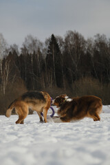 Concept pets have fun in nature without people. Two dogs best friends playing in winter snow park together. Australian and German Shepherd active and energetic dog breeds. Game tug of war.