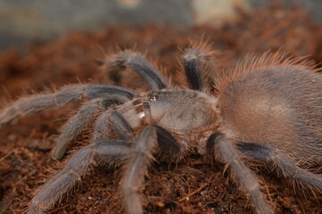 Pterinopelma sazimai
Brazilian blue tarantula