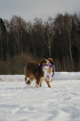Concept pets have fun in nature without people. Two dogs best friends playing in winter snow park...