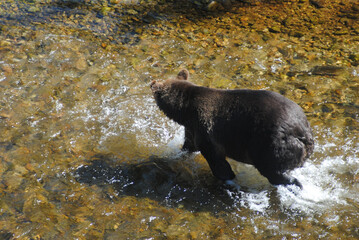 A healthy and plump grizzly bear chases salmon in a shallow river in the rainforest