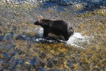 A healthy and plump grizzly bear chases salmon in a shallow river in the rainforest