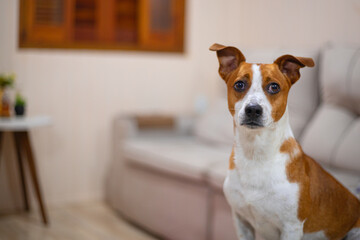 Composi&ccedil;&atilde;o est&eacute;tica do interior da sala de estar com cachorro