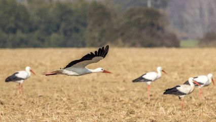 Storks looking for food in a meadow in Provence, France