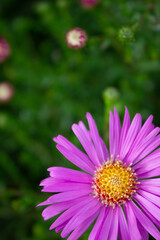 Pink flowers, herbal nature background