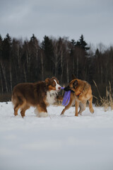 Concept pets have fun in nature without people. Two dogs best friends playing in winter snow park together. Australian and German Shepherd active and energetic dog breeds. Game tug of war.