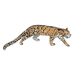Leopard, wild cat portrait. Hand drawn sketch of clouded leopard. Vector.