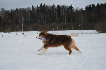 Active and energetic dog on walk. Beautiful phase of movement. Concept of pet having fun in nature. Brown Australian Shepherd runs forward through snow in winter park with toy in teeth. Side view.