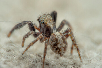 jumping spider in detail
