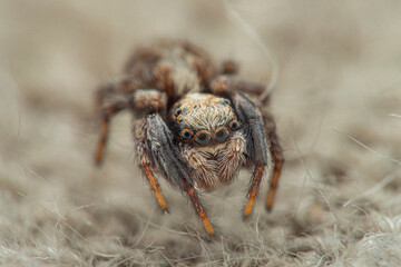 jumping spider in detail