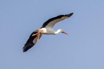 Stork in flight in a blue sky in Provence, France