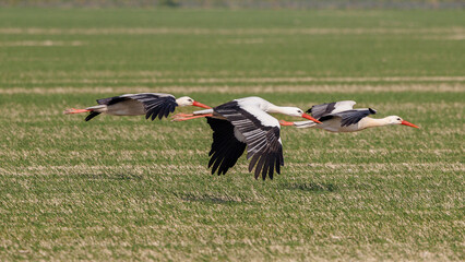 Storks flying low to the ground in search of food in a meadow in Provence, France