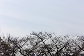 木の枝と空と飛行機