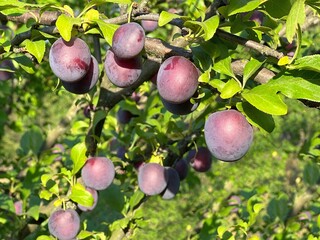 plums on tree