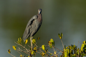 Little Blue Heron