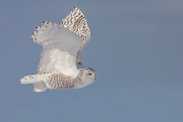 snowy owl (Bubo scandiacus) in flight