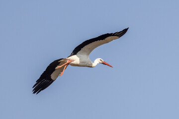 Stork in flight in a blue sky in Provence, France