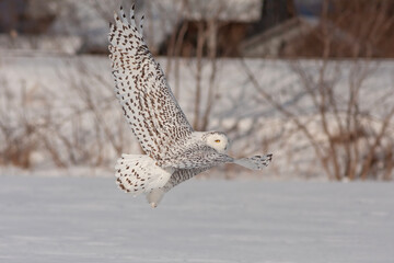 Obraz premium snowy owl (Bubo scandiacus) in flight