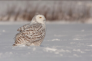 snowy owl (Bubo scandiacus) in winter